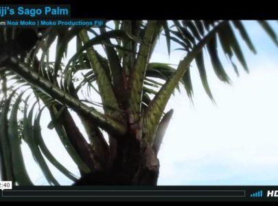 Fiji’s Sago Palm