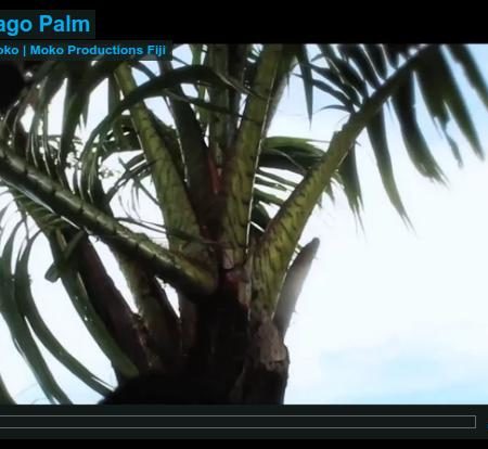 Fiji’s Sago Palm