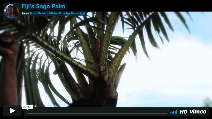 A short video to promote the sustainable harvest of the Fiji Sago Palm.