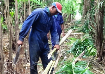 Hand picked harvest - Heart of Palm