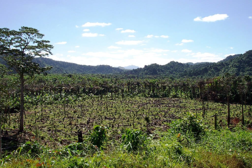 Dakunikoro (Pacific Harbour), the world’s largest Fiji Sago Palm forest, subdivided, sold and being clear-felled for marginal agriculture.