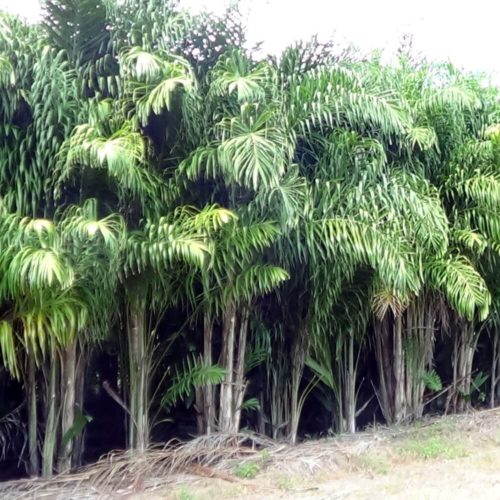 Pacific Heart of Palm Plantation