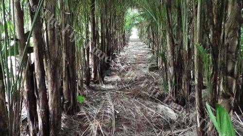 The peach palm is different to sago as it has multiple trunks. Picture: LANCE SEETO/SUPPLIED